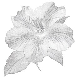 Flower Printable Pages - Printable Coloring page