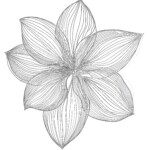 Flower Template For Coloring