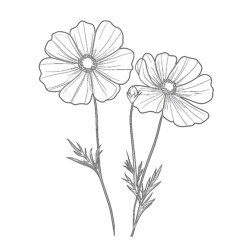 Free Adult Coloring Pages Flowers - Printable Coloring page