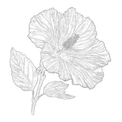 Hibiscus Coloring Page - Printable Coloring page