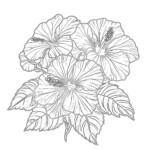 Hibiscus Coloring Sheets