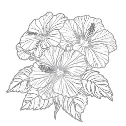 Hibiscus Coloring Sheets - Printable Coloring page