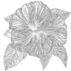 Hibiscus Flower Coloring Page - Printable Coloring page