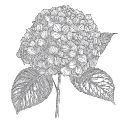 Hydrangea Coloring Page - Printable Coloring page