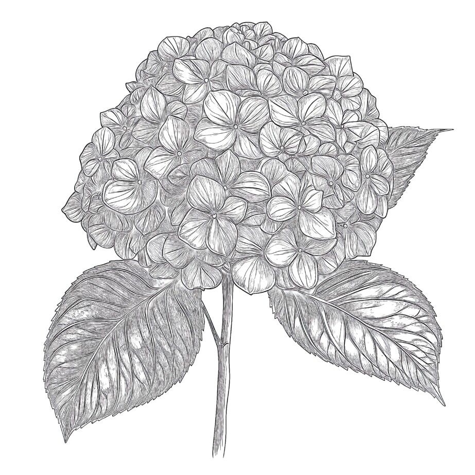 Hydrangea Coloring Page