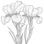 Iris Coloring Page