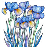 Iris Flower Coloring Page 2 2