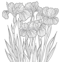 Iris Flower Coloring Page - Printable Coloring page