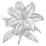 Lily Flower Coloring Pages