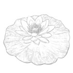 Lotus Coloring Page