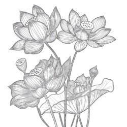 Lotus Flower Color Page - Printable Coloring page