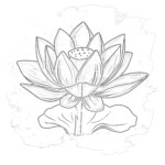 Lotus Flower Pictures For Colouring