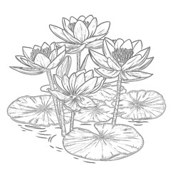 Lotus For Coloring Page - Printable Coloring page