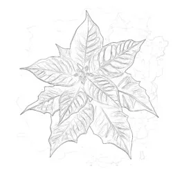 Poinsettia Color Sheet - Printable Coloring page