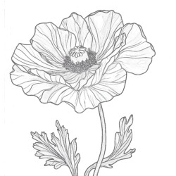 Poppy Flower Coloring Page - Printable Coloring page