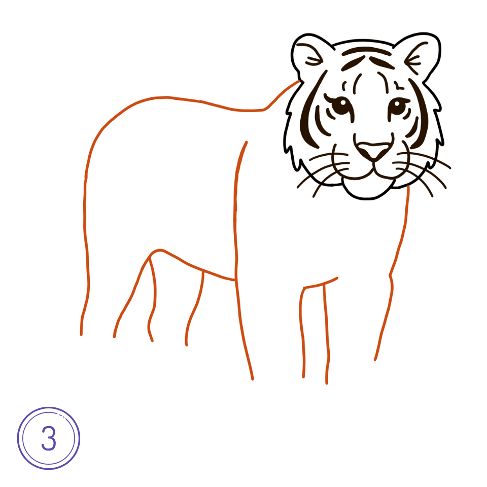 How to Draw a Tiger Step 3