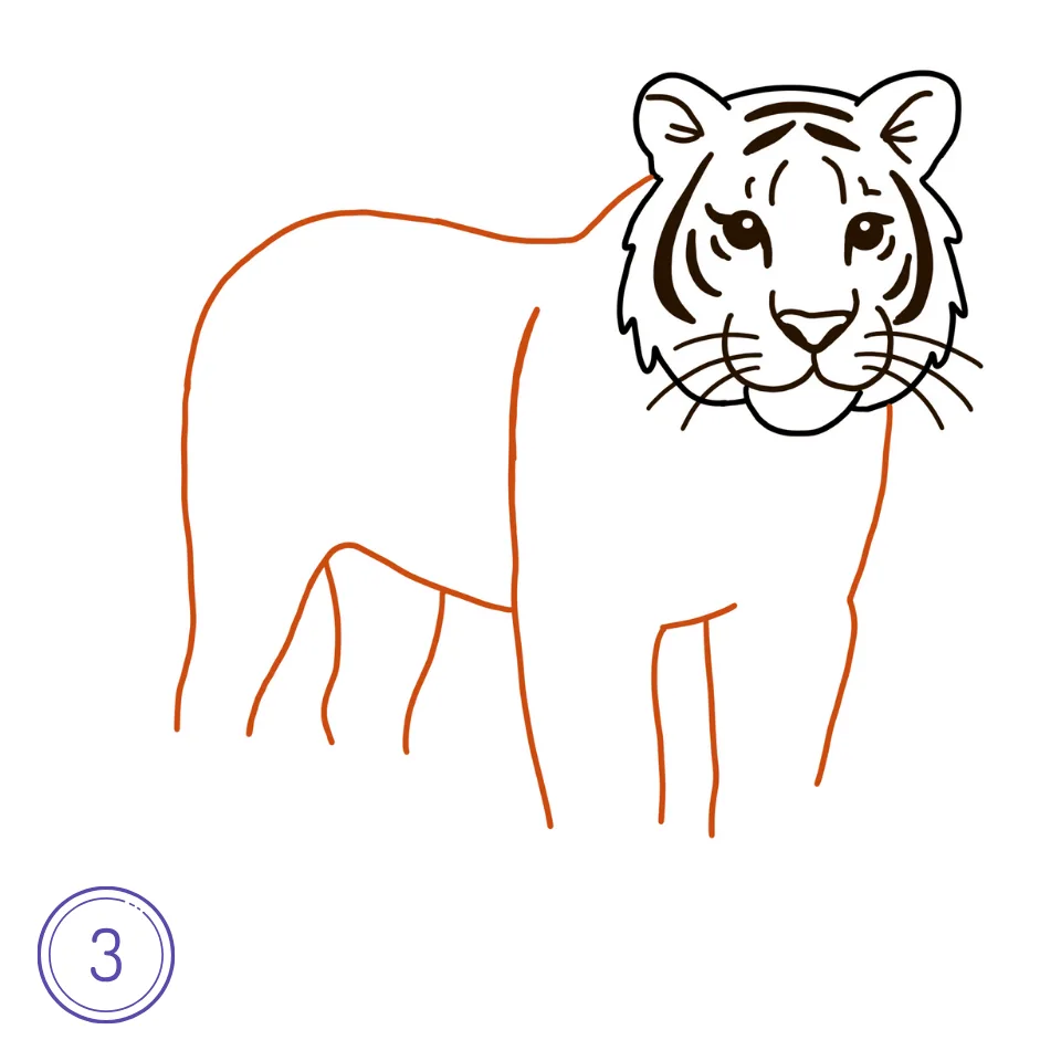 How to Draw a Tiger Step 3