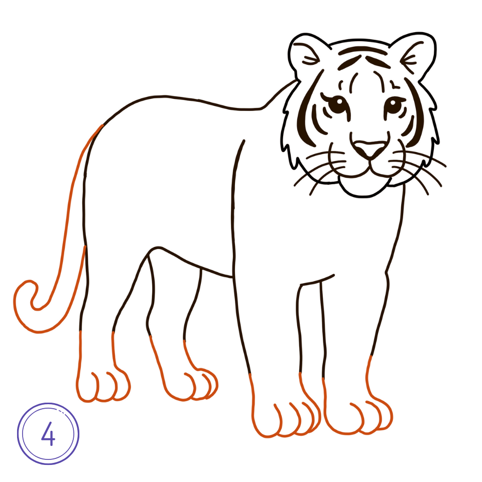 How to Draw a Tiger Step 4