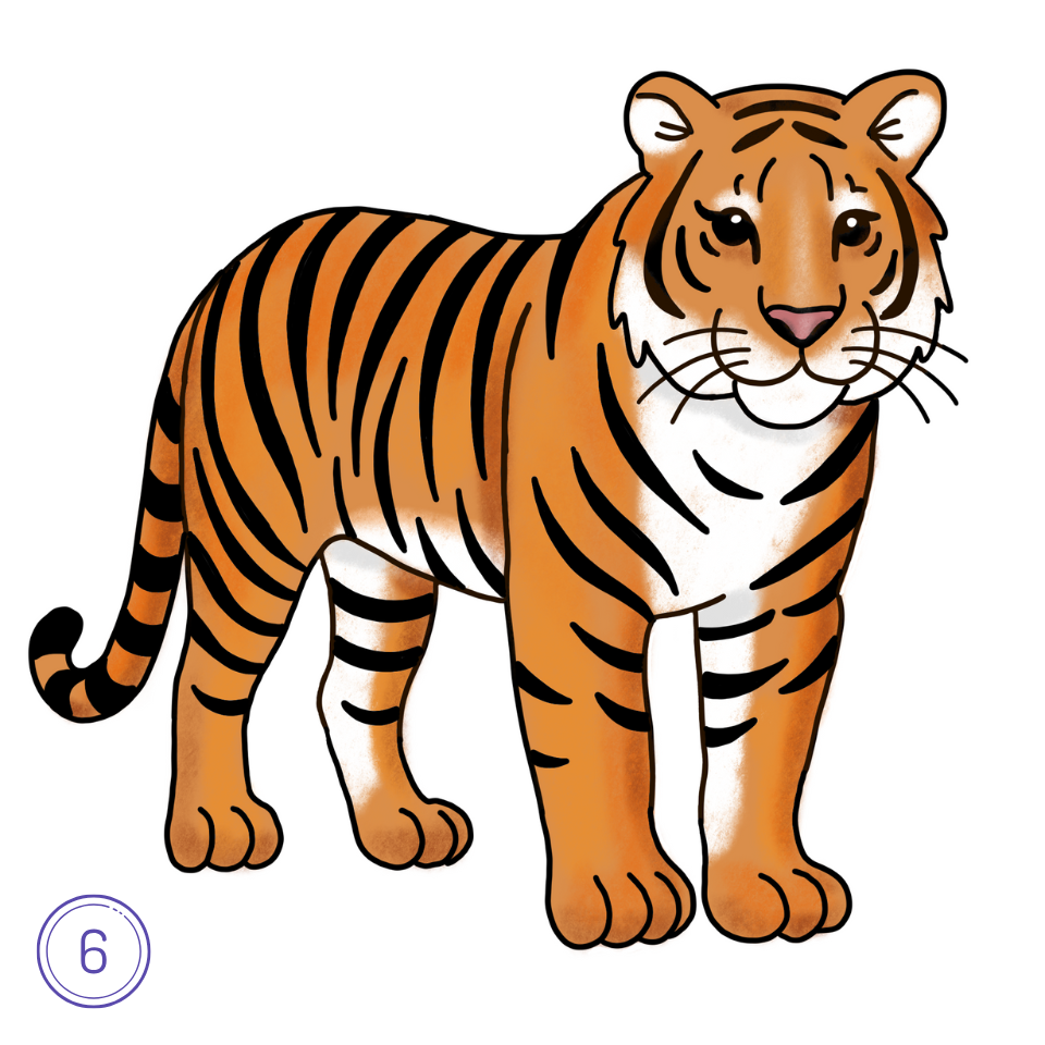 How to Draw a Tiger Step 6