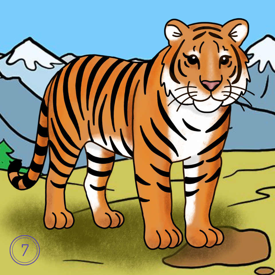 How to Draw a Tiger Step 7