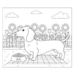 Sausage Dog Colouring Page - Printable Coloring page