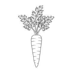 Carrot Picture For Colouring - Printable Coloring page
