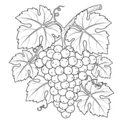 Coloring Picture Of Grapes - Printable Coloring page