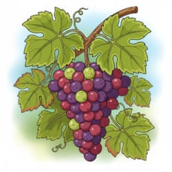 Coloring Picture Of Grapes - Origin image