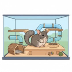 Chinchilla With Fluffy Tail Coloring Page - Origin image