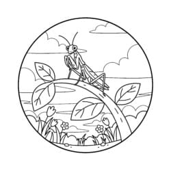 Praying Mantis On Stem Coloring Page - Printable Coloring page