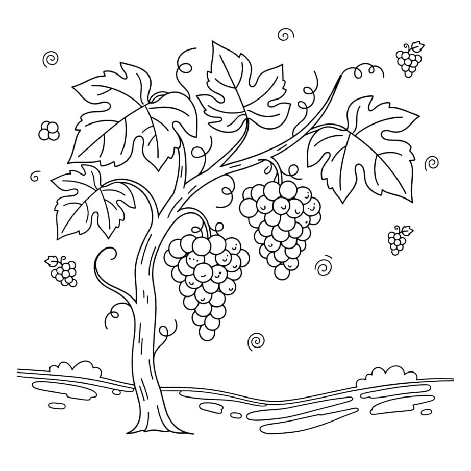 Grapes Vine Coloring Page