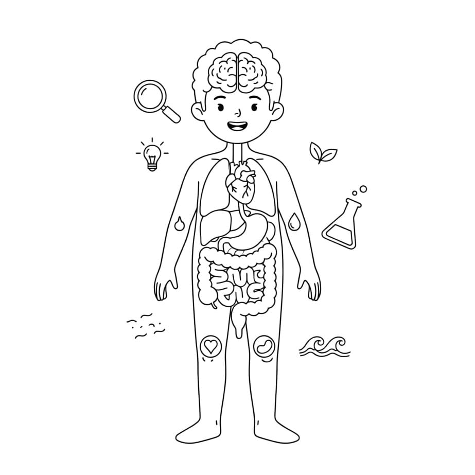 Coloring Page Of Human Body