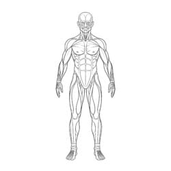 Muscular System Coloring Page - Printable Coloring page