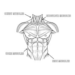 Muscle Coloring Page - Printable Coloring page
