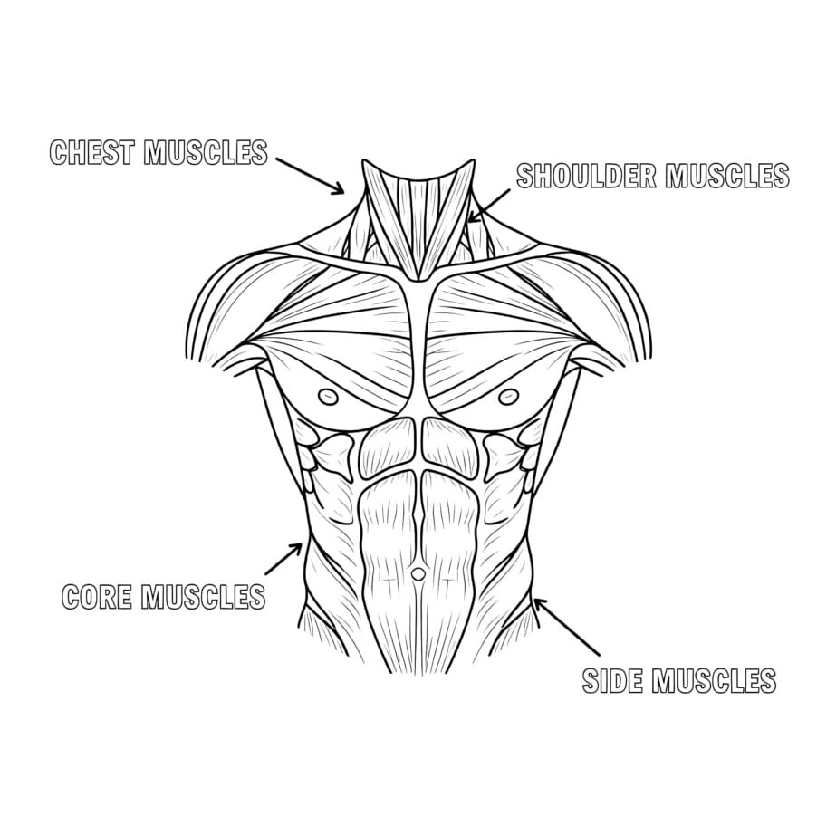 Muscle Coloring Page