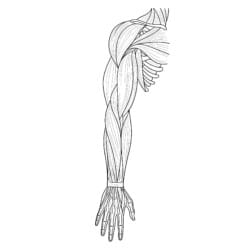 Muscle Coloring Sheet - Printable Coloring page