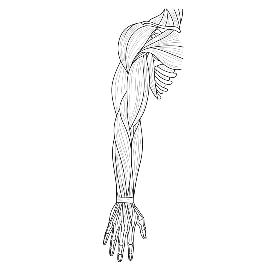 Muscle Coloring Sheet