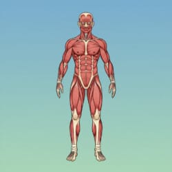 Muscular System Coloring Page - Origin image
