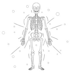 Skeletal System Coloring - Printable Coloring page