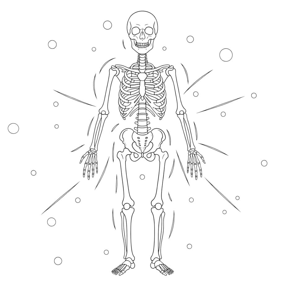 Skeletal System Coloring