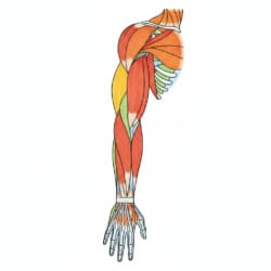 Muscle Coloring Sheet - Origin image