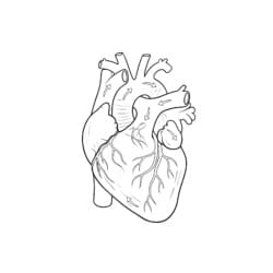 Anatomical Heart Coloring Page - Printable Coloring page