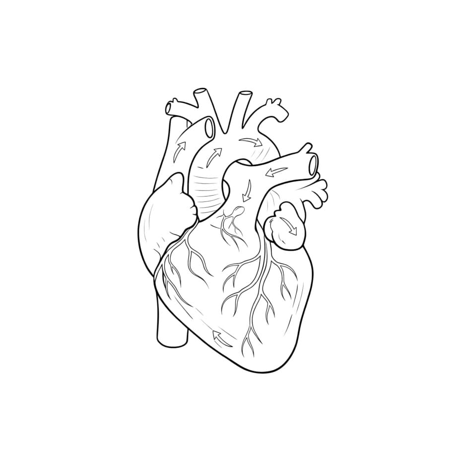 Anatomical Heart Coloring Page
