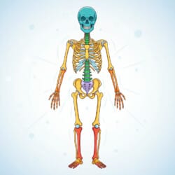 Skeletal System Coloring - Origin image