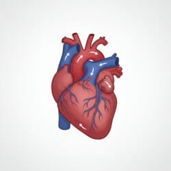 Anatomical Heart Coloring Page - Origin image