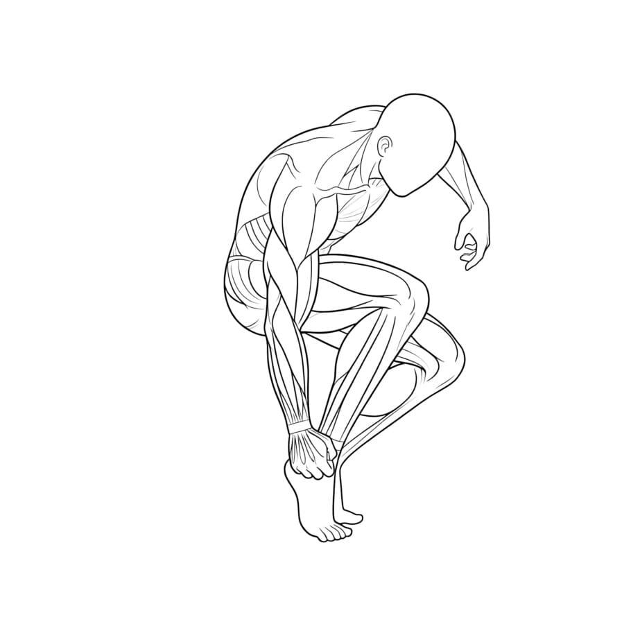 Human Muscle Coloring