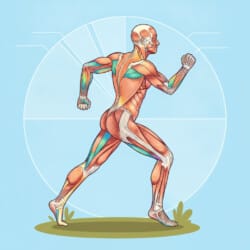 Muscular System Coloring Sheet - Origin image