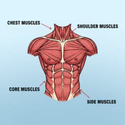 Muscle Coloring Page - Origin image