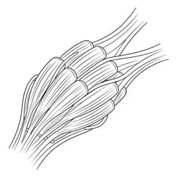 Muscle Coloring - Printable Coloring page